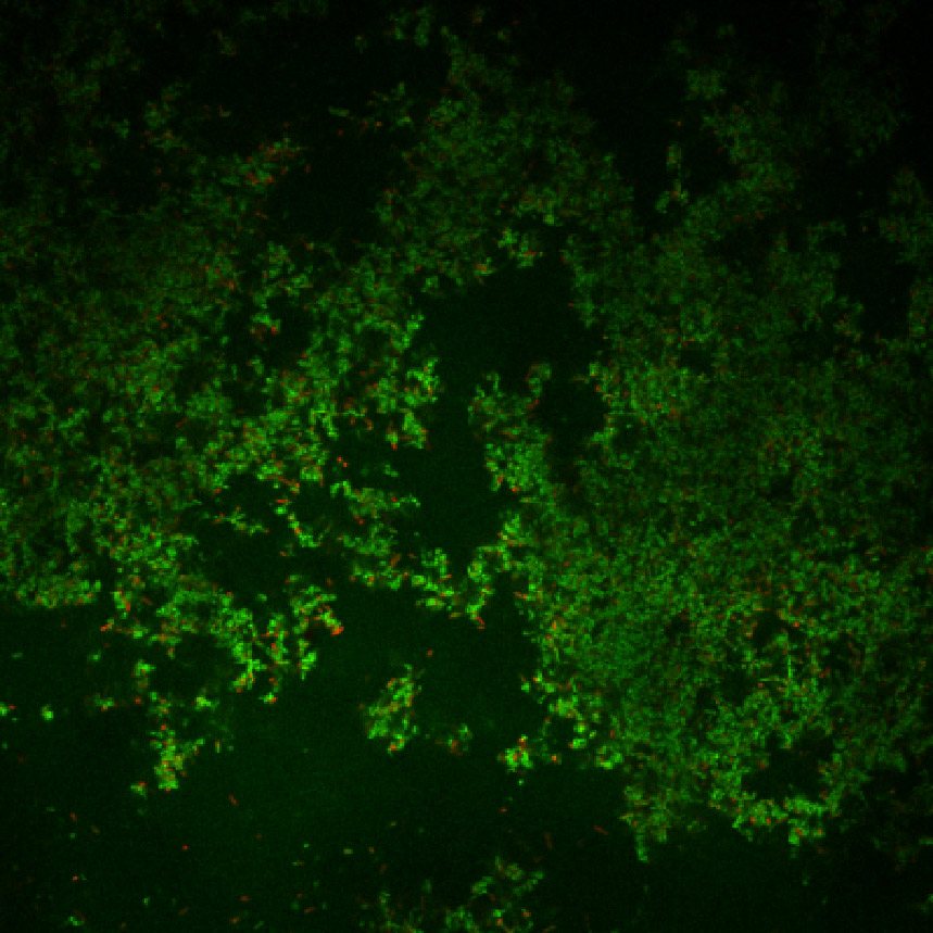 Bacterial biofilm formed in a microfluidic device