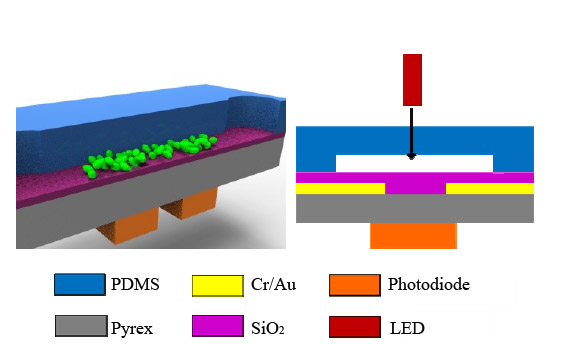 Schematic of microfluidic platform for biofilm monitoring